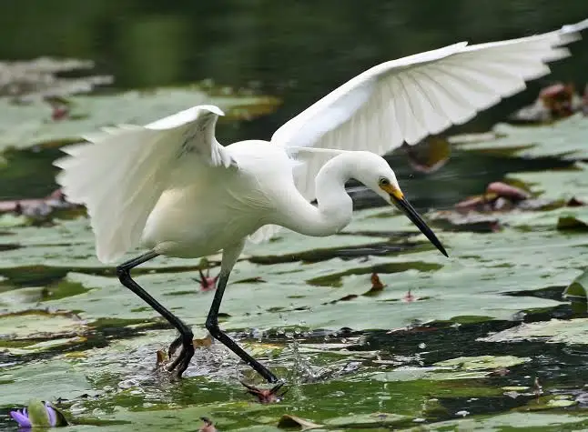 Aigrette garzette dans la ria d'Étel